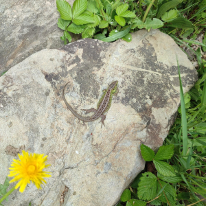 Wycieczka w Pieniny