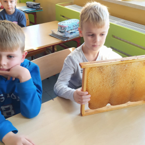 Dwóch chłopców z kl. 1 b siedzi w ławce. Jeden z nich trzyma w rękach plaster miodu i ogląda go. Kliknięcie na zdjęcie spowoduje jego powiększenie do rozmiaru oryginalnego.