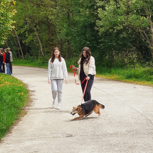 Dwie uczennice kl. 7 a spacerują z kundlem znajdującym się pod opieką schroniska w Borku. Kliknięcie na zdjęcie spowoduje jego powiększenie do rozmiaru oryginalnego.