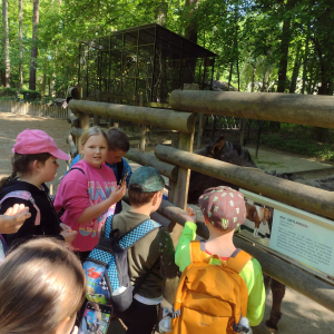 Uczniowie kl. 2 podczas pobytu w krakowskim ZOO karmią zwierzęta. Towarzyszy im pan Józef Przybyło. Kliknięcie na zdjęcie spowoduje jego powiększenie do rozmiaru oryginalnego.