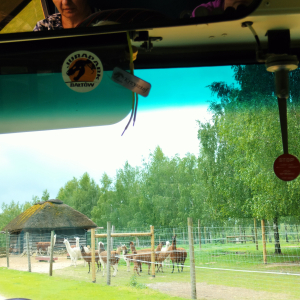 Przejażdżka autobusem oglądanie zwierząt na terenie Bałtowa. Kliknięcie na zdjęcie spowoduje jego powiększenie do rozmiaru oryginalnego.