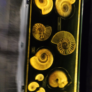 Skamieniałe muszle w muzeum w Bałtowie. Kliknięcie na zdjęcie spowoduje jego powiększenie do rozmiaru oryginalnego.