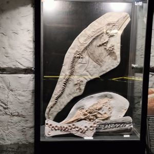 Jedna ze skamielin w muzeum na terenie Bałtowa. Kliknięcie na zdjęcie spowoduje jego powiększenie do rozmiaru oryginalnego.