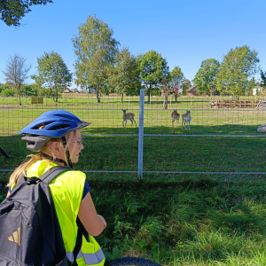 Uczennica klasy 5 podziwia daniele pasące się w zagrodzie. Kliknięcie na zdjęcie spowoduje jego powiększenie do rozmiaru oryginalnego.