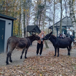 Wolontariuszka w Zagrodzie Przyrpdniczej w towarzystwie dwóch osiołków. Kliknięcie na zdjęcie spowoduje jego powiększenie do rozmiaru oryginalnego.