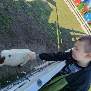 Chłopiec ogląda kozę. Kliknięcie na zdjęcie spowoduje jego powiększenie do rozmiaru oryginalnego.
